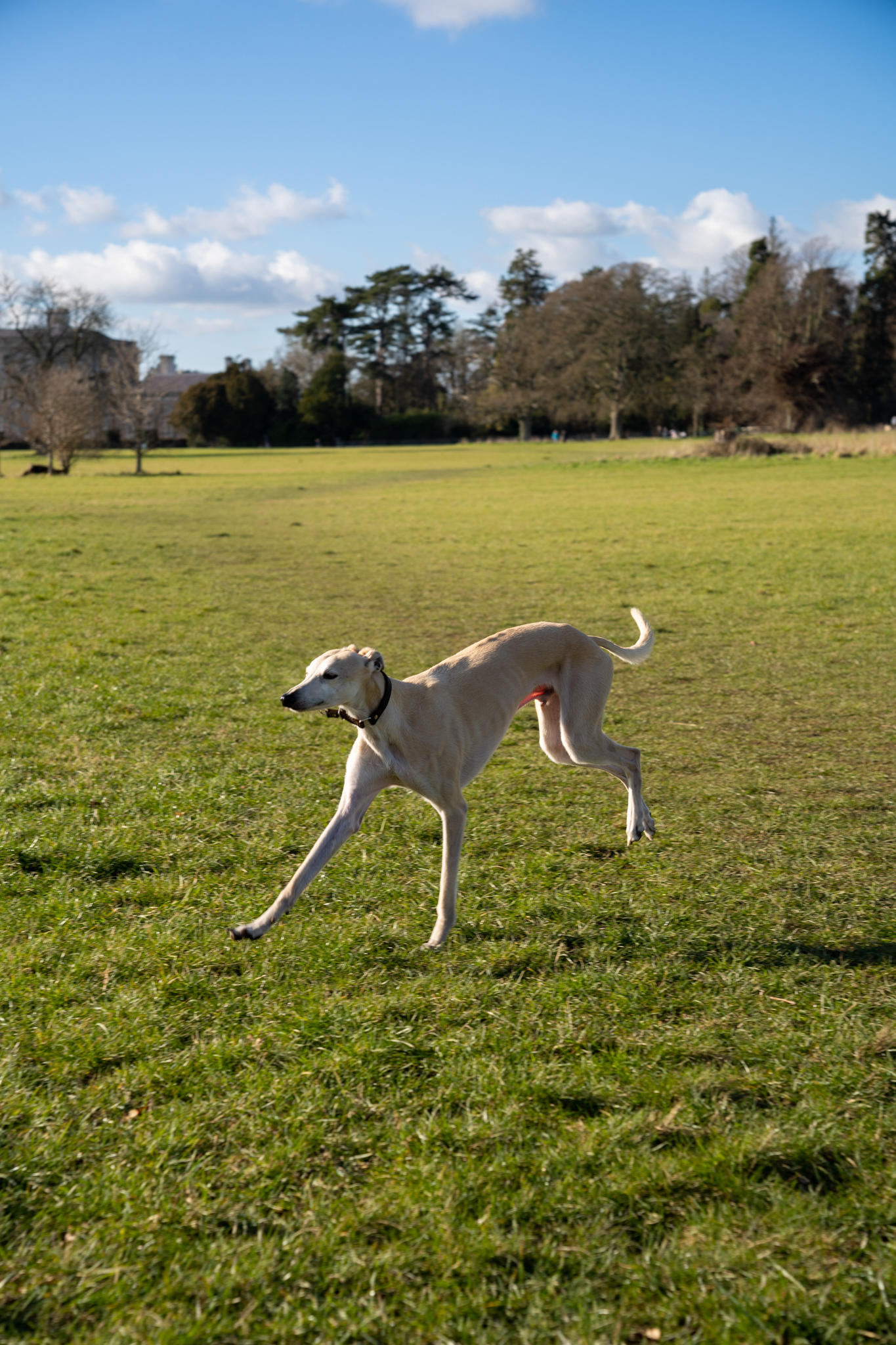 Suzy White, The Dog Centre