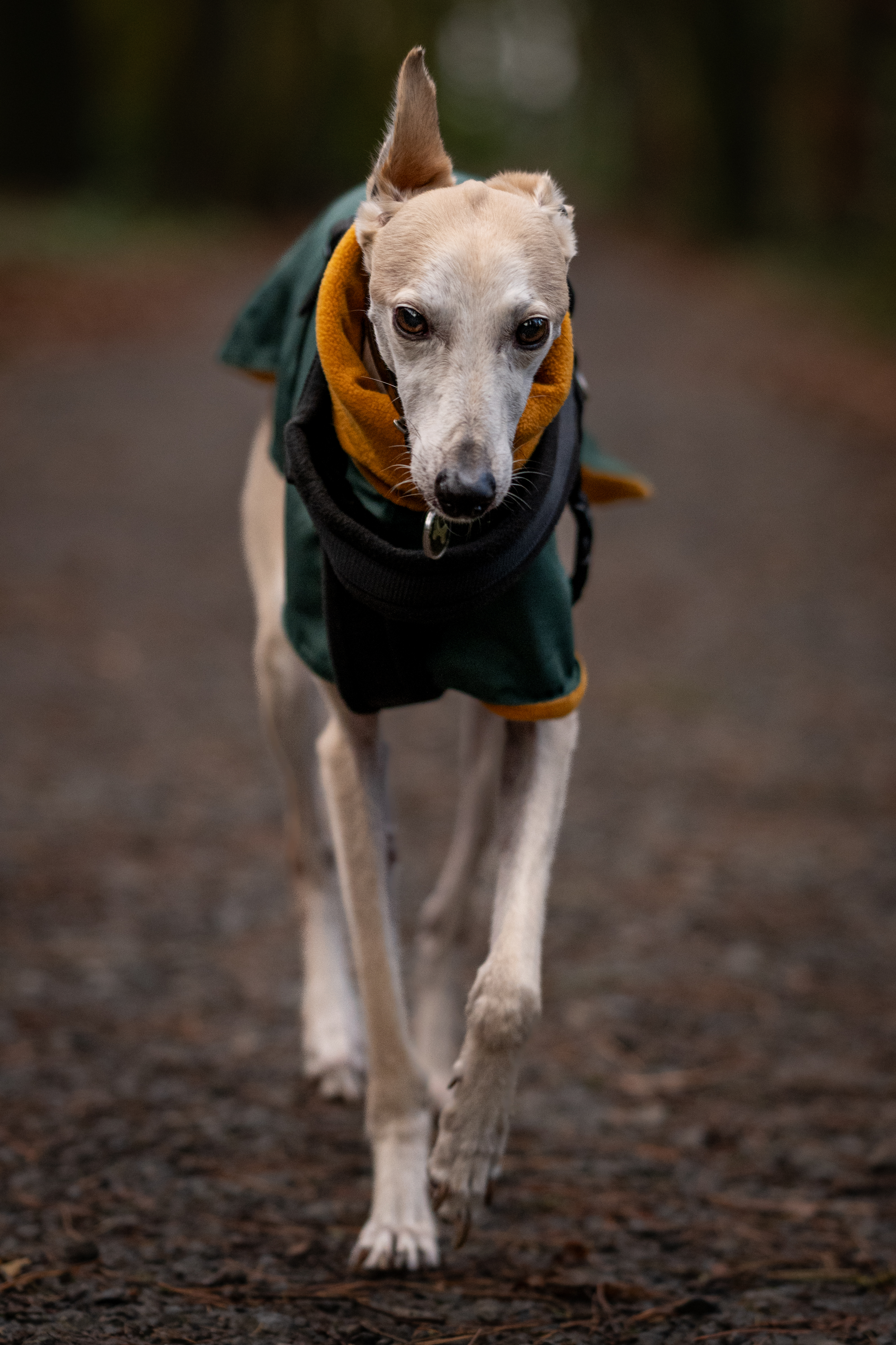 Dog training and behaviour consultancy with The Dog Centre