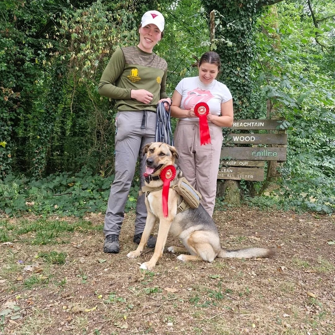 Dog taking part in mantrailing with The Dog Centre
