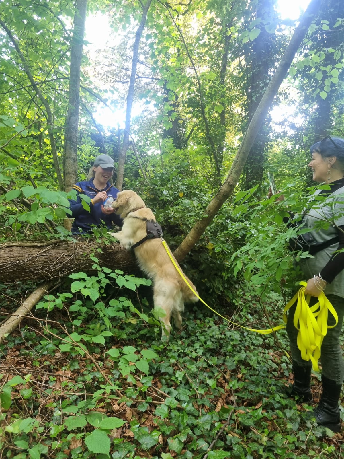 Dog mantrailing with The Dog Centre