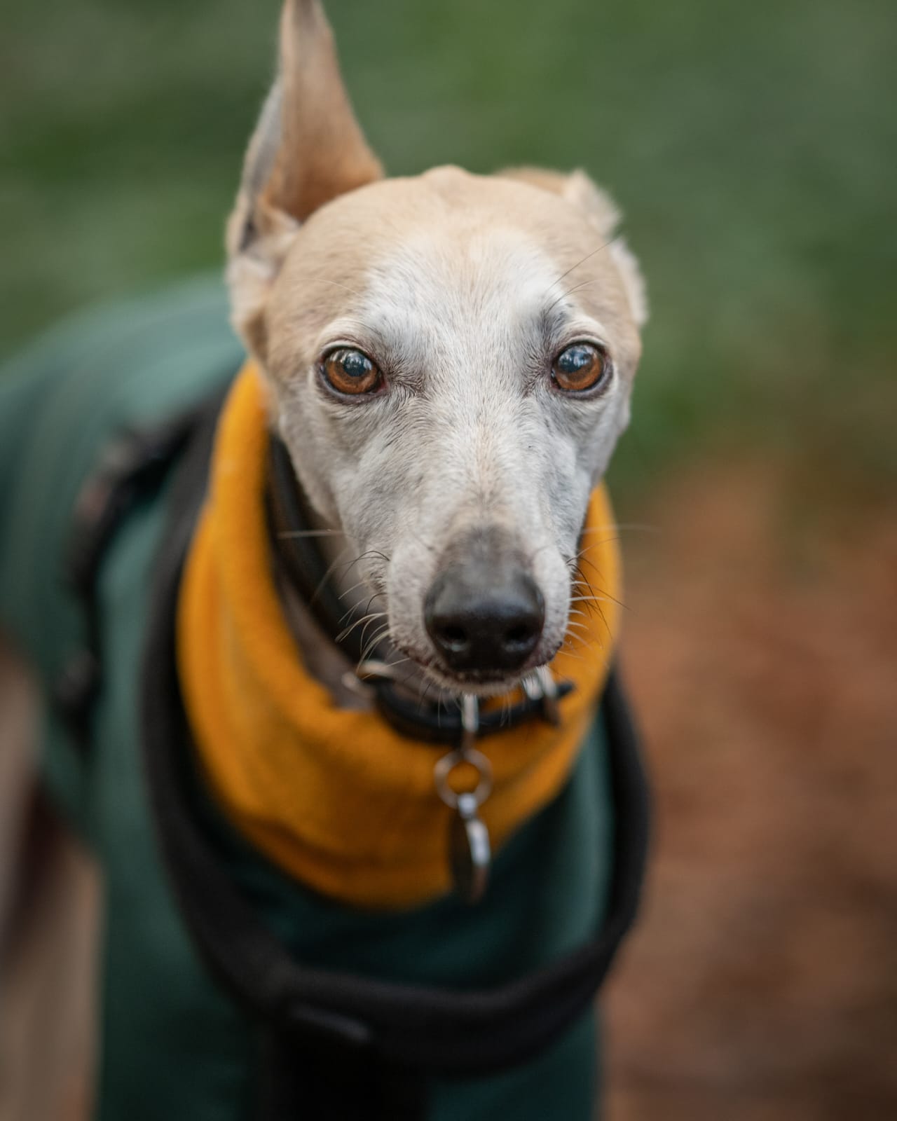 The Dog Centre Terms and Conditions