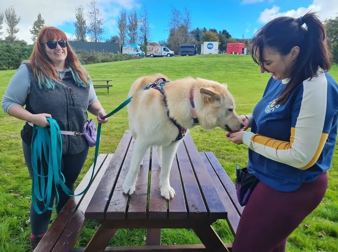 Dog behaviour support with The Dog Centre