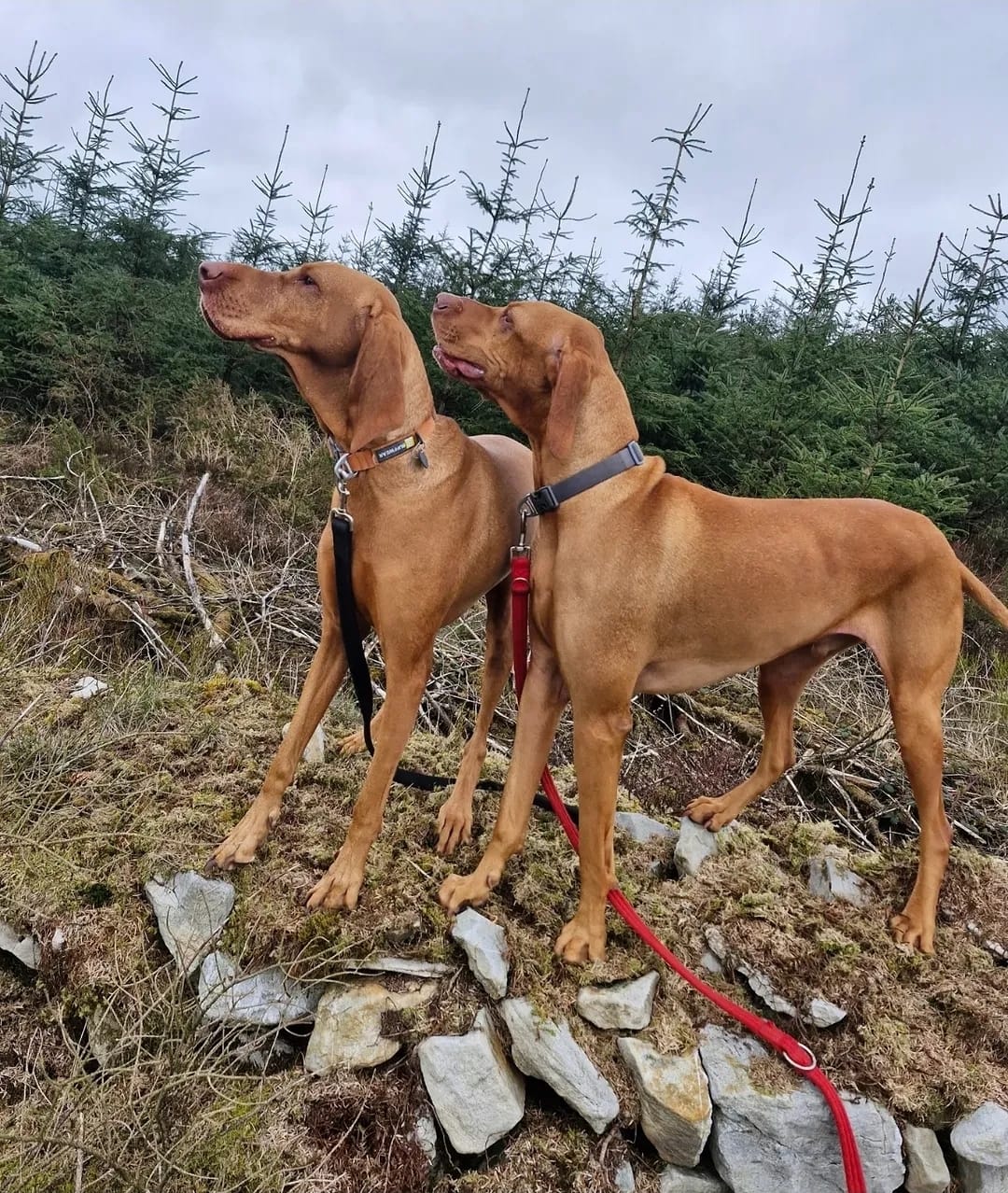 The Dog Centre client experience